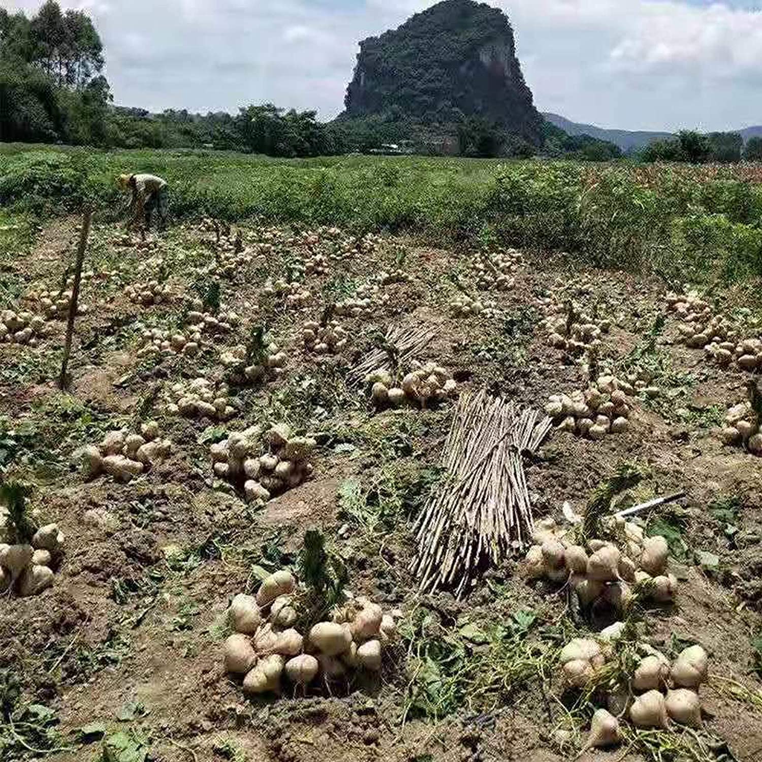 Amazon.com : MITRAEE 100 Pcs Seeds Jicama Seeds Heirloom Mexican